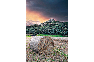 Roseberry Glow